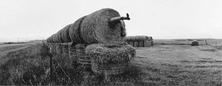 Montana, Legs & hay