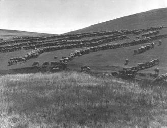 Sheep grazing. California