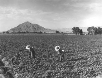 Mt. Signal, Imperial Valley