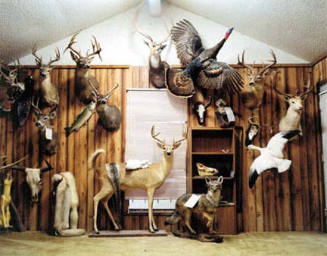 Taxidermy Showroom