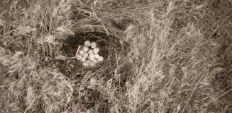 Chukar Partridge Nest, Eastern Oregon, from The Great Northwest Portfolio