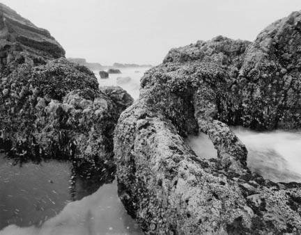 Invasive Basalt, Seal Rocks State Park, Oregon, from The Great Northwest Portfolio