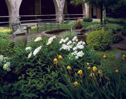 Peony & Iris - Chicago, Illinois, 2002