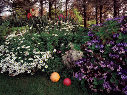 Buoys & Daisies - Toormore, County Cork, Ireland, 2002