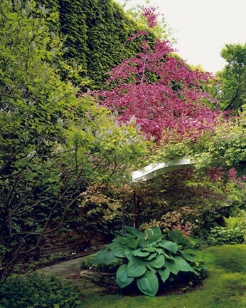 Tri Color Beech & Giant Blue Hosta - Chicago, Illinois, 2002