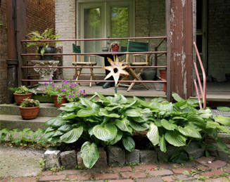 Star & Hosta - Chicago, Illinois, 2004