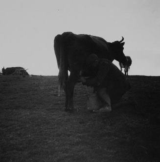 Man Milking Cow, Ireland