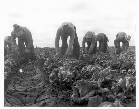 Filipinos Cutting Lettuce. Salinas, California