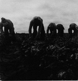 Filipinos Cutting Lettuce. Salinas, California