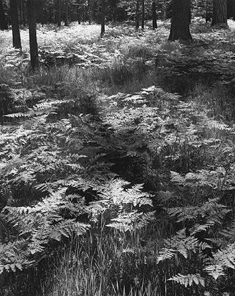 Ferns, Valley Floor, Yosemite National Park, California