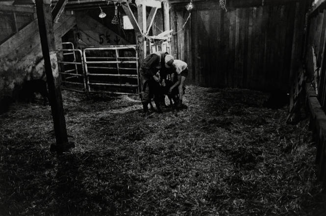 Joe Shea Inoculating Calf, Hazelton, North Dakota, from the "Farm Families" project