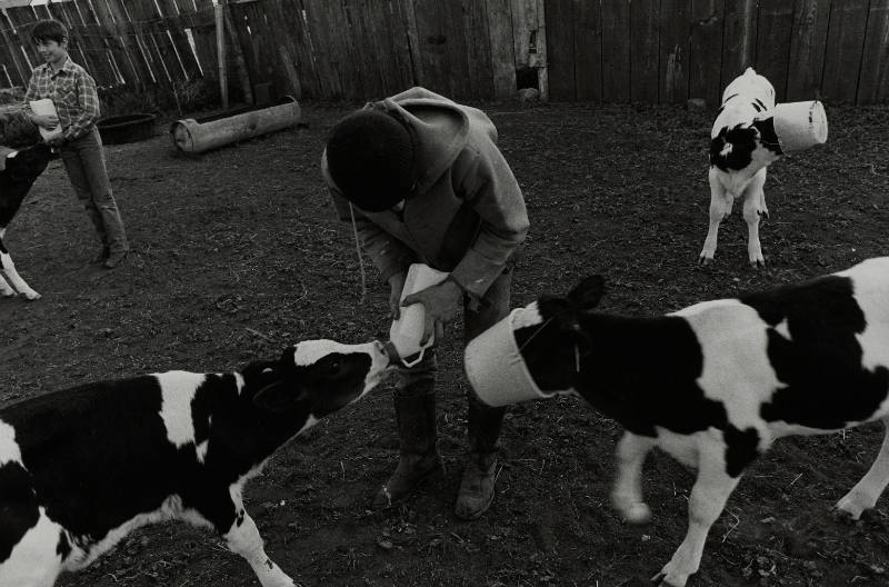 Feeeding Calves, Shea Farm, Hazelton, North Dakota, from the "Farm Families" project