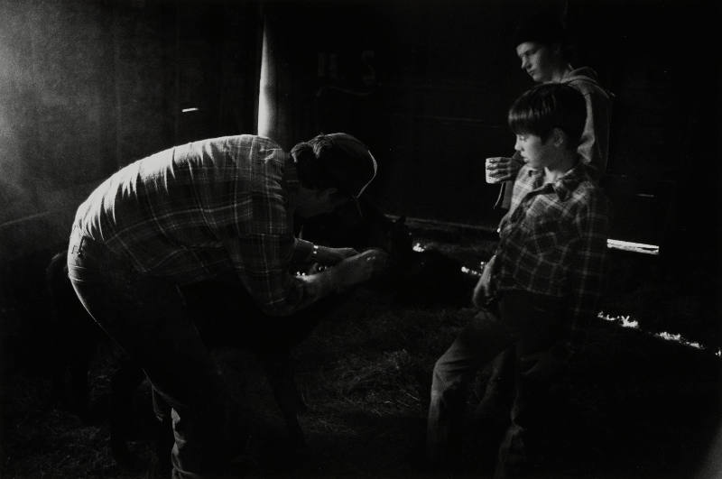 Joe Shea, Mending a Calf, Hazelton, North Dakota