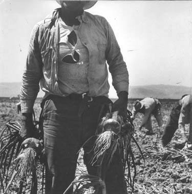 Mexican onion-picker in onion field near Tracy, California