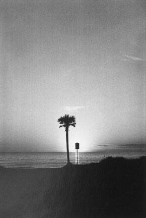 Tree and Sign, Panama City, USA