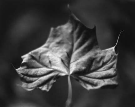 Sycamore Leaf, from the Ozark portfolio