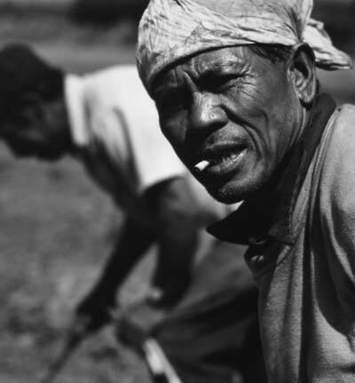 Asparagus Picker, from the Delta portfolio