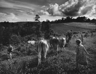 Bringing in Cows, from the Ozark portfolio