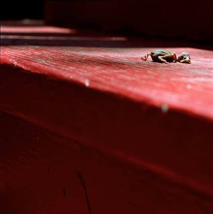 Bird on Stairs