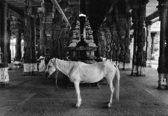 Horse in Temple of Vishnu, Truchirappalli, India, from Journey's portfolio