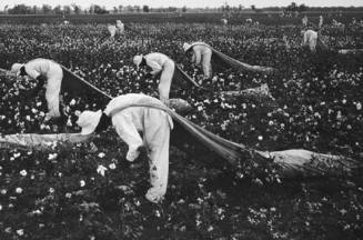 Cotton pickers, from the portfolio "Danny Lyon"