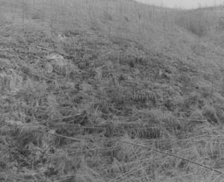 Young trees killed by heat and downed by blast - valley of Hoffstadt Creek, 13.5 miles NW of Mt. St. Helens, Washington