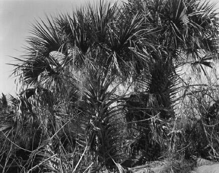 Merritt Island, Florida, From "Brad Temkin: A Portfolio"