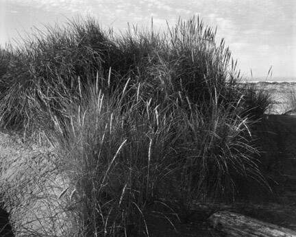 Comber's Beach, British Columbia, From "Brad Temkin: A Portfolio"