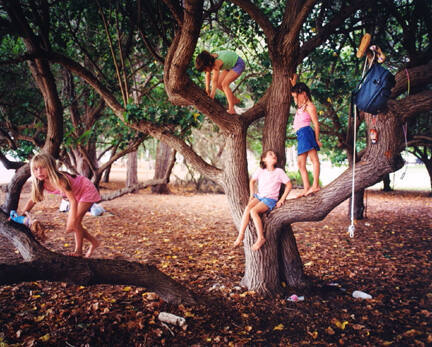 Kanaha State Park, Maui (Portia Tree)