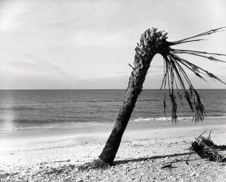 The Gulf of Mexico