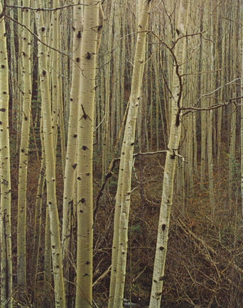 Aspens in Early Spring, New Mexico, From "Portfolio One: The Seasons Sierra Club, San Francisco" Portfolio