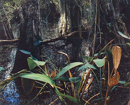 Cypress Swamp, Florida, From "Portfolio One: The Seasons Sierra Club, San Francisco" Portfolio