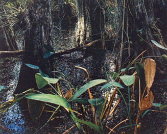 Cypress Swamp, Florida, From "Portfolio One: The Seasons Sierra Club, San Francisco" Portfolio