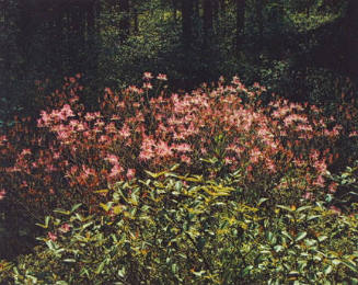 Rhodora, New Hampshire, From "Portfolio One: The Seasons Sierra Club, San Francisco" Portfolio