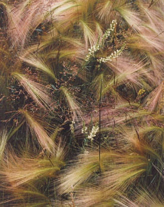 Foxtail Grass, Colorado, From "Portfolio One: The Seasons Sierra Club, San Francisco" Portfolio