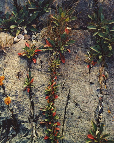 Weeds In Rock Cracks, Maine, From "Portfolio One: The Seasons Sierra Club, San Francisco" Portfolio