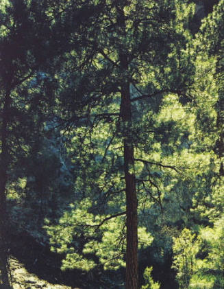 Ponderosa Pine, New Mexico, From "Portfolio One: The Seasons Sierra Club, San Francisco" Portfolio