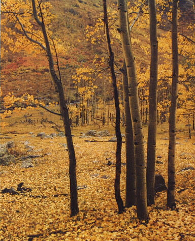 Yellow Aspens, Colorado, From "Portfolio One: The Seasons Sierra Club, San Francisco" Portfolio