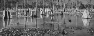 Atchafalaya Basin, Louisiana