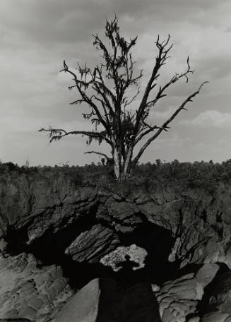 Untitled (Rocks, Tree, and Shadow)