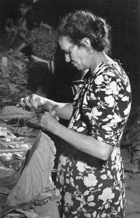 Sewing tobacco leaves to be hung for drying