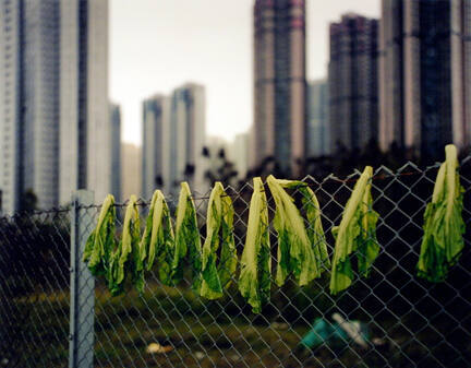 Drying Salad Leaves, Hong Kong