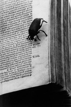 New York (bug and book)