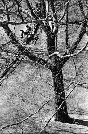 Untitled (man reading on bench, trees)