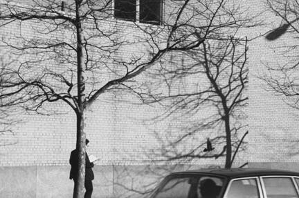 Untitled (pigeon, man, brick wall and tree)