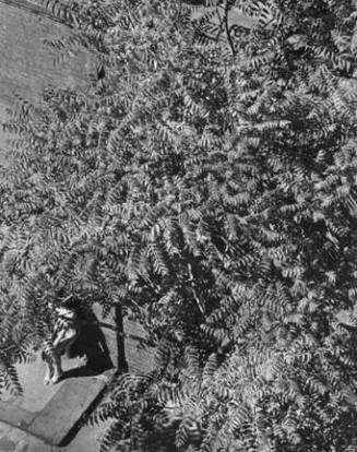 MacDougal Alley, New York (tree and woman's knees)