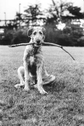 Irish Wolfhound with Stick