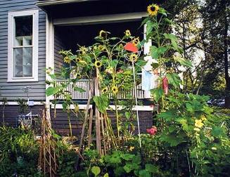 Sunflowers & Flags