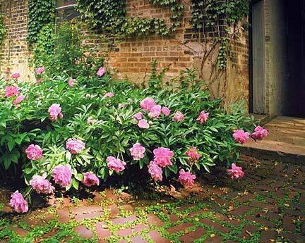 Peony Entranceway