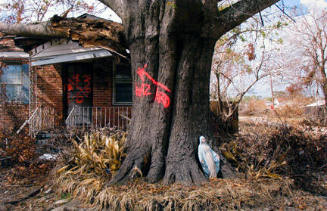 Madonna with Hazardous Tree (D2X 6195)